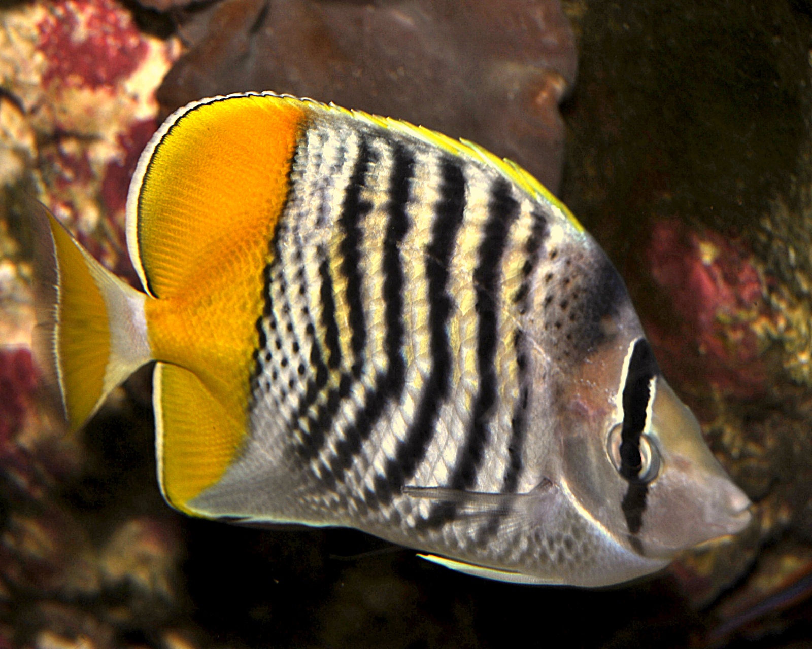 Aquarium Fish 23